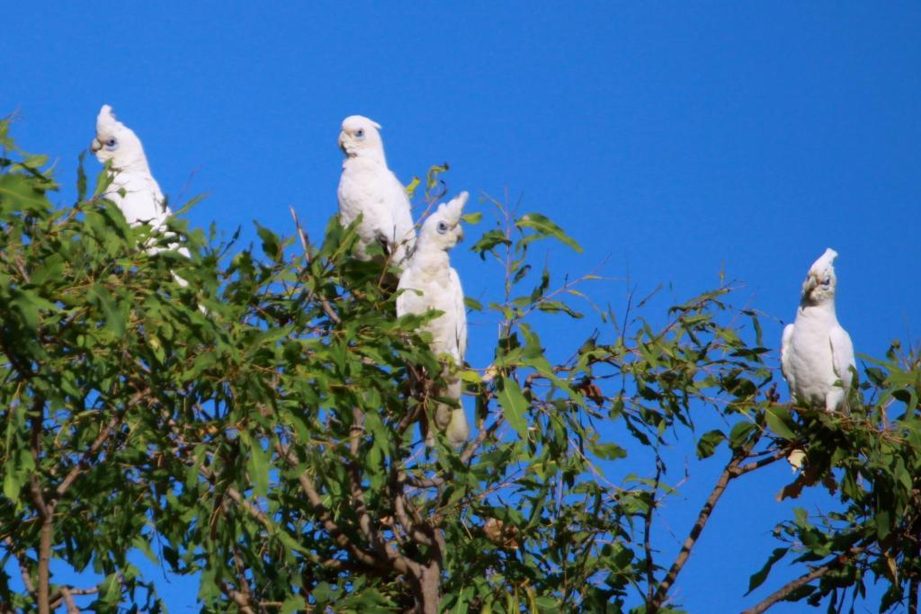 ג'אבירו Aurora Kakadu Lodge מראה חיצוני תמונה